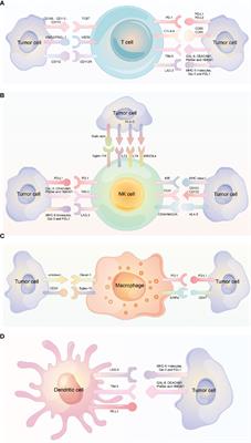 Diversity of immune checkpoints in cancer immunotherapy